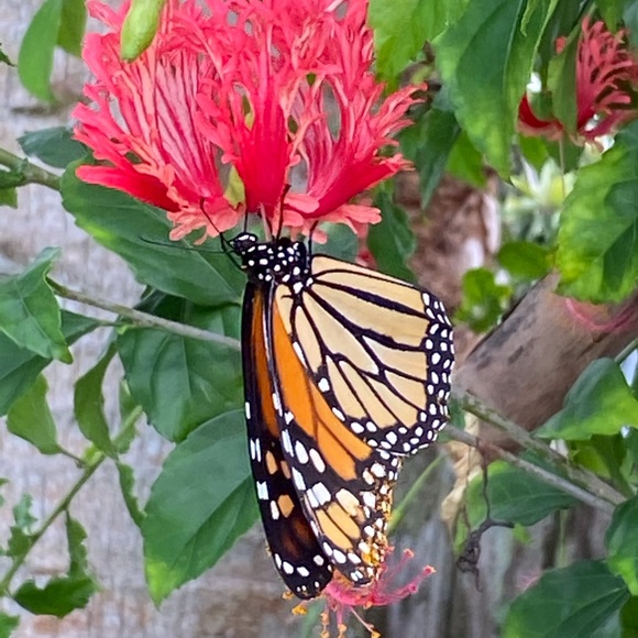 Meet your Posher, Amelia - Picture 5 of 6